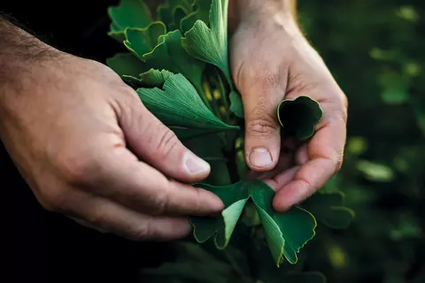 Hände halten Ginkgoblätter - ProMental