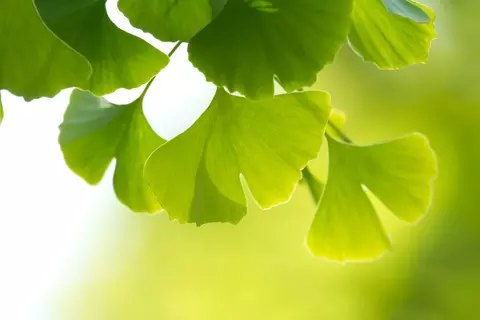 Ginkgo Blätter