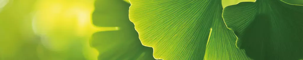 Ginkgoblätter - Promental